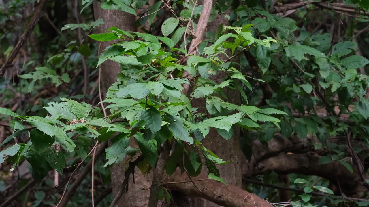 ramas y hojas moviéndose con el viento en el bosque, bosque y árboles