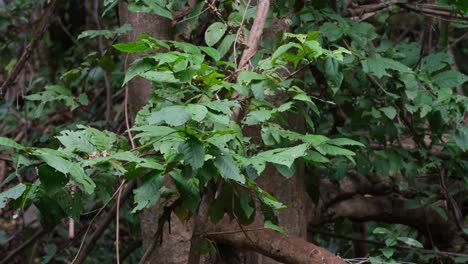 Branches-and-leaves-moving-with-the-wind-in-the-forest,-Forest-and-Trees