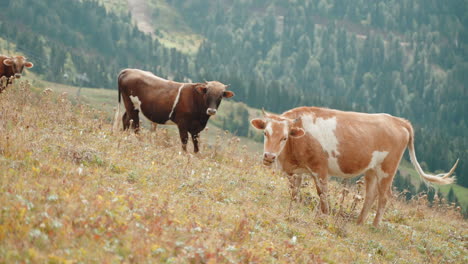 cows grazing on a mountain pasture