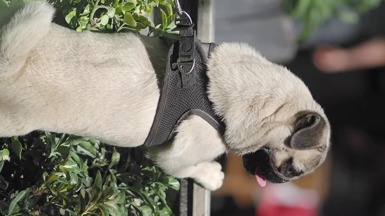 Pug wearing a harness
