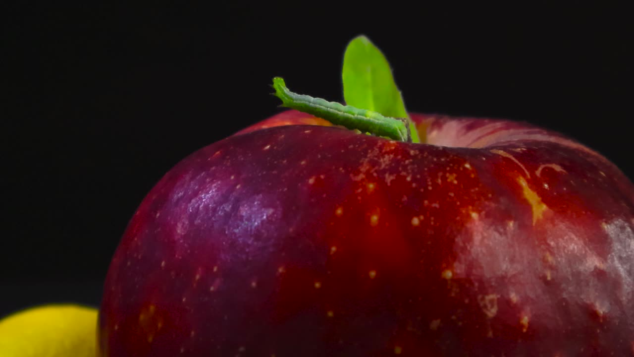 Green caterpillar explores the surface of red apple against deep black background. Curious cute worm scan its surroundings, rotating its head and body on top of a juicy fruit, seeking the path forward