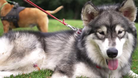 Langhaariger-Hund-Aus-Alaska-Ruht-Im-Park,-Mittlere-Aufnahme