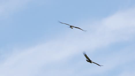 Zwei-Andenkondore-Fliegen-Nahe-Beieinander-Und-Führen-Flugmanöver-über-Den-Bergen-Mit-Dem-Darunter-Liegenden-Tal-Durch