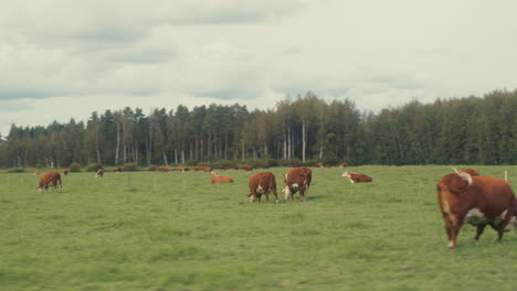 driving past a herd of cows in the meadow