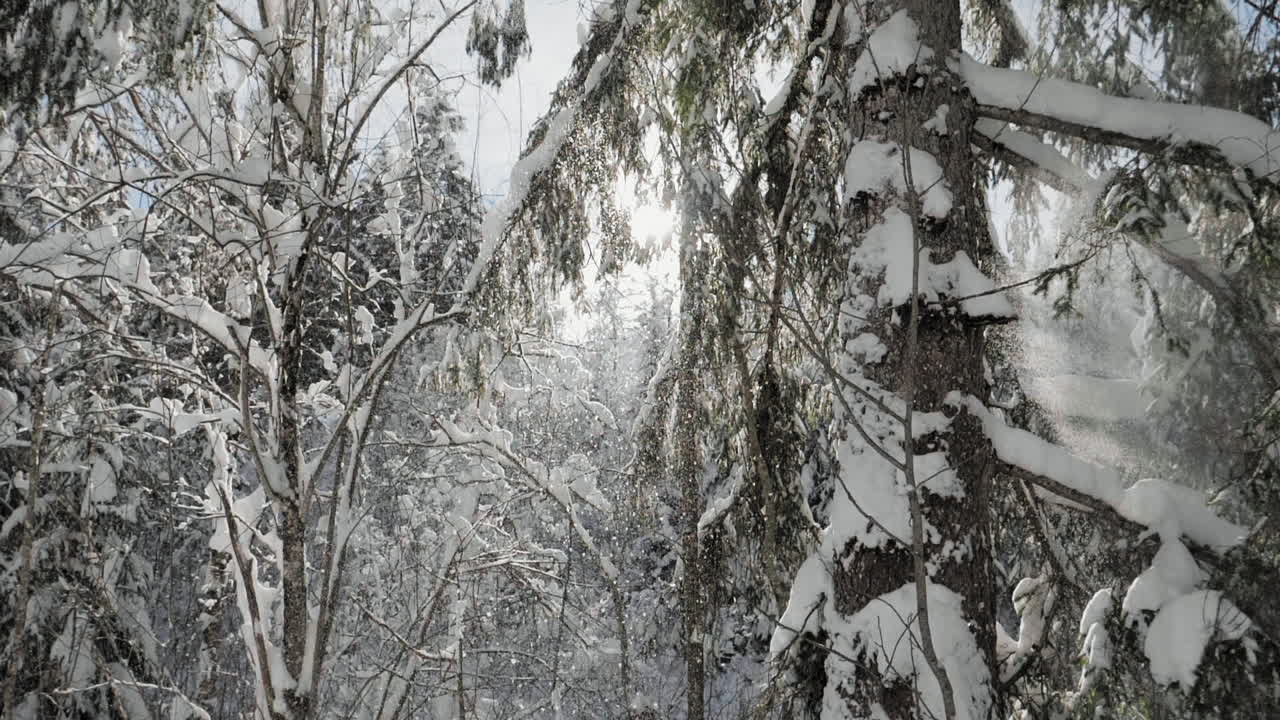 Slow Motion Dolly shot with an Electronic Gimbal showing winter forest with snow falling and sunshine through the trees creating a lens flare effect