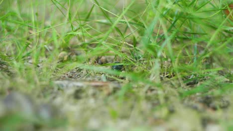 macro shot of a beetle walking on a path of grass, in the middle of the forest