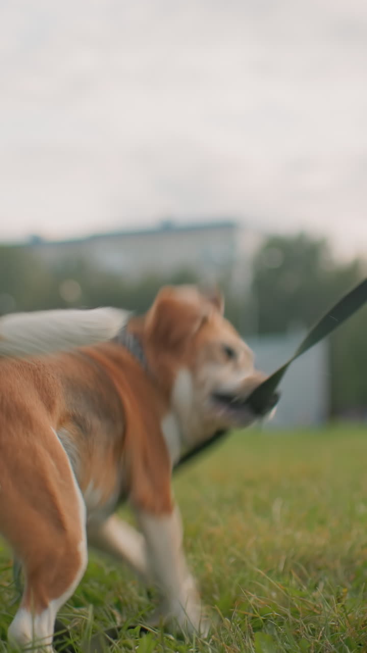 Beagle testardo che morde il guinzaglio accanto a una donna bianca sull'erba, lotta giocosa e movimento dinamico mentre il cane afferra la cinghia, la proprietaria stabilizza la posizione, scena energica in un parco con denti, salto e monellerie comiche