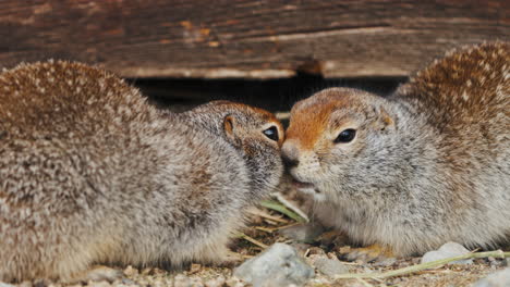 Couple-Of-Playful-Arctic-Ground-Squirrels-In-Yukon,-Canada---Close-Up