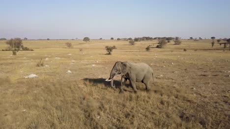 side shot of a big lone elephant walking through the african bush searching for food