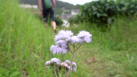 hiker walking past colorful trailside flowers, 120fps