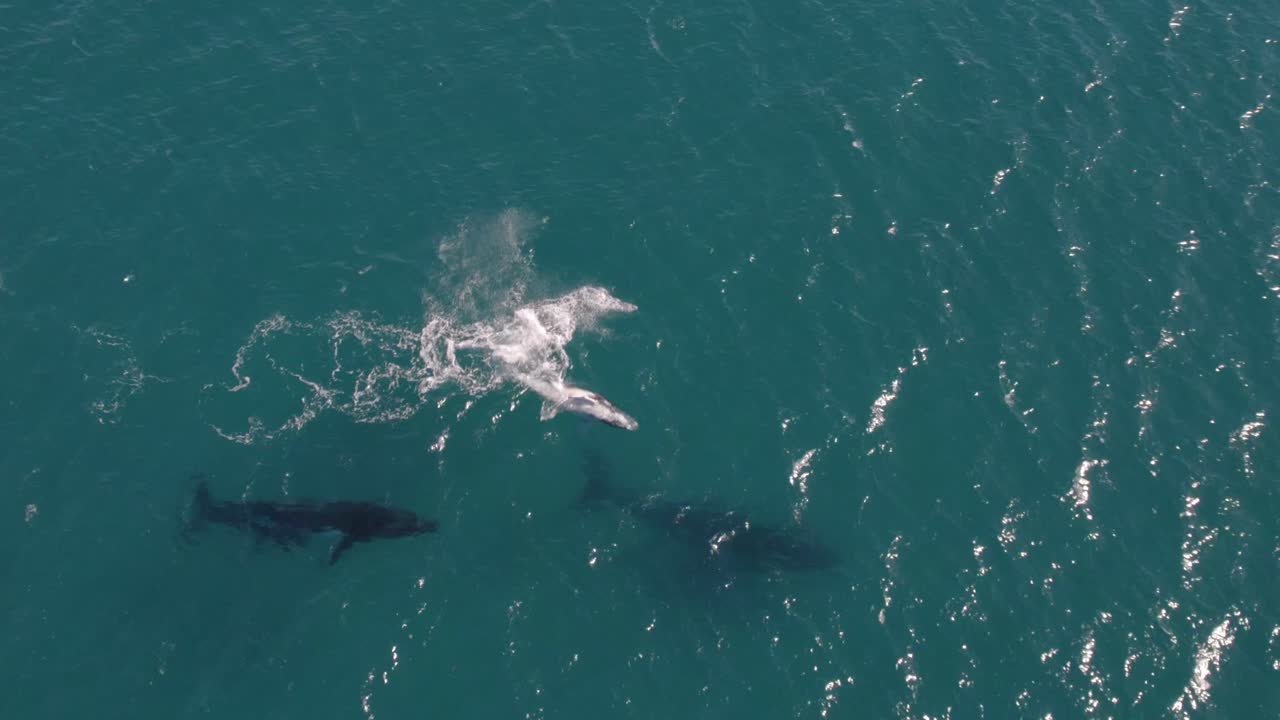 Aerial footage of group of Humpback Whales including a baby whale playing