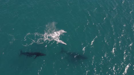 aerial footage of group of humpback whales including a baby whale playing