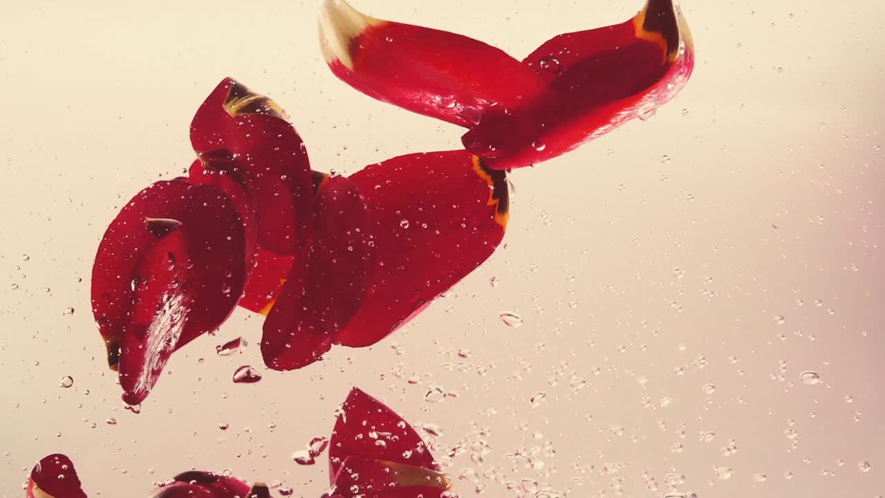 Vibrant Red Tulip Petals Falling Underwater in Slow Motion