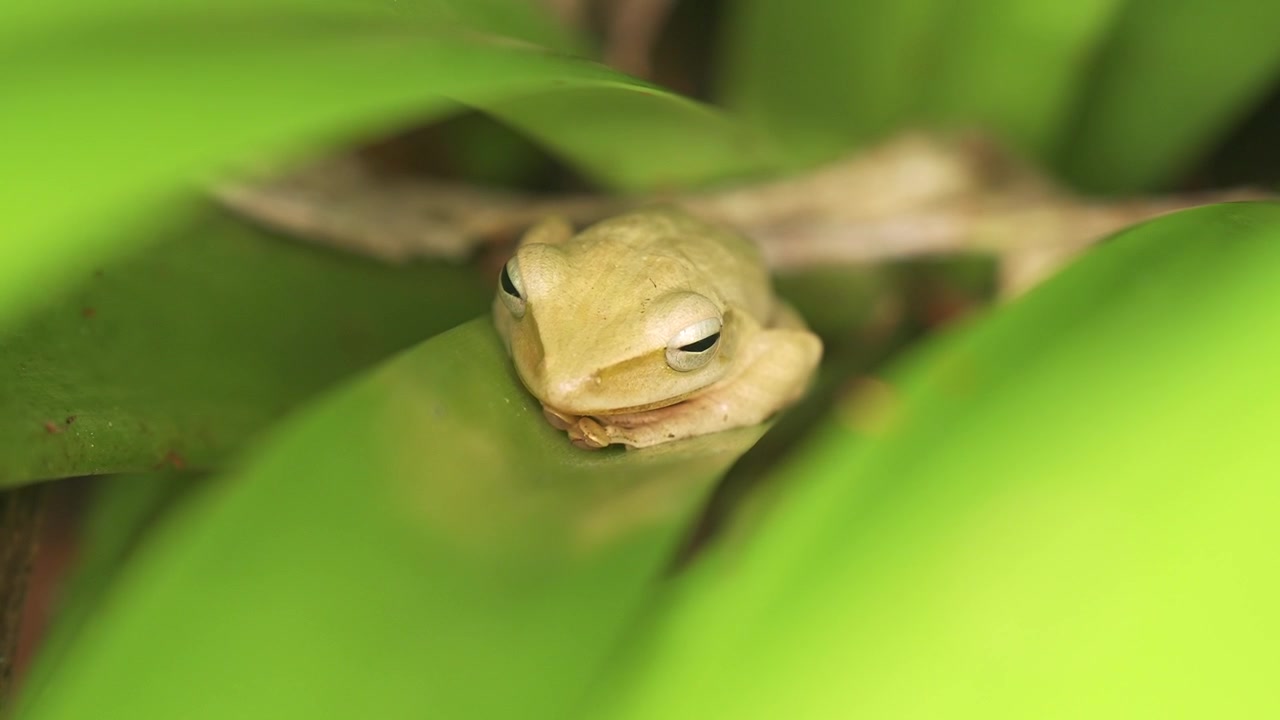 Macro static shot of a common tree frog (Polypedates leucomystax) perched completely still on a broad tropical leaf.