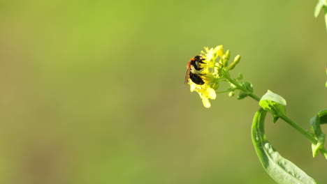 Flying-Honey-Bee-Collecting-Pollen-Over-The-Yellow-Flower-In-Blur-Background---close-up