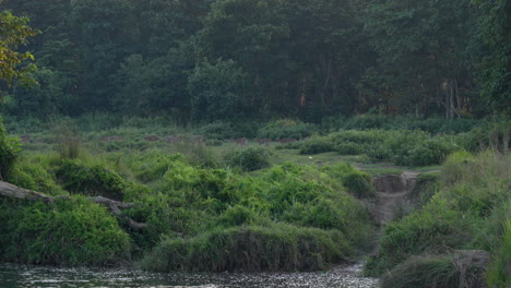 Eine-Große-Herde-Gefleckter-Hirsche-Kommt-Aus-Dem-Wald-In-Das-Grasland-Des-Chitwan-Nationalparks-In-Nepal