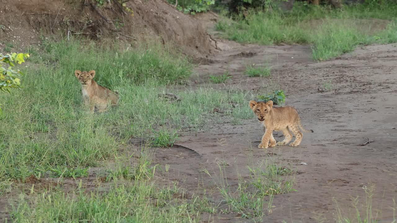 Wide shot of two cute lion cubs standing in the green grass, Mashatu Game Reserve.