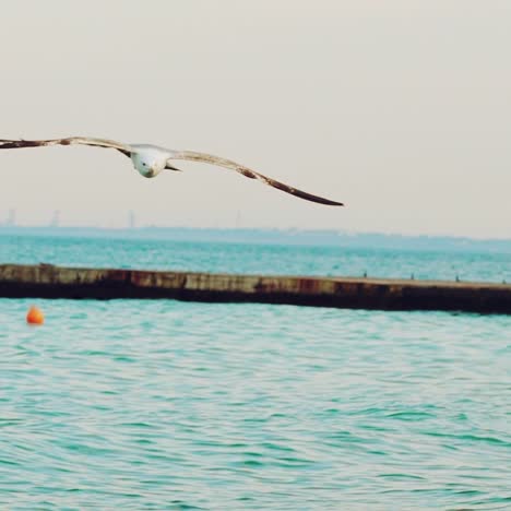 seagull arrives to shore of sea on the background of pier and people. gull is walking with others seagulls in the sand in the summer. slow motion