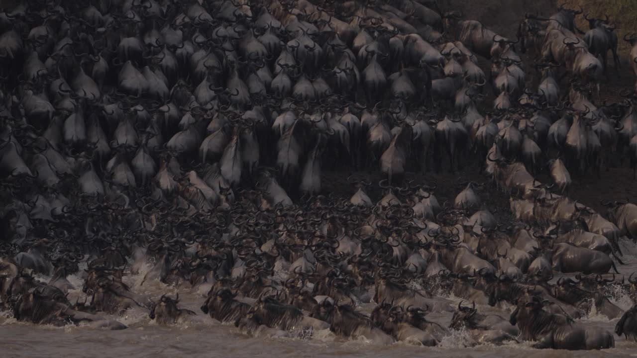 Wild beast migration from kenya Tanzania. VIDEO SHOT OF MIGRATION FROM TZ TO KENYA