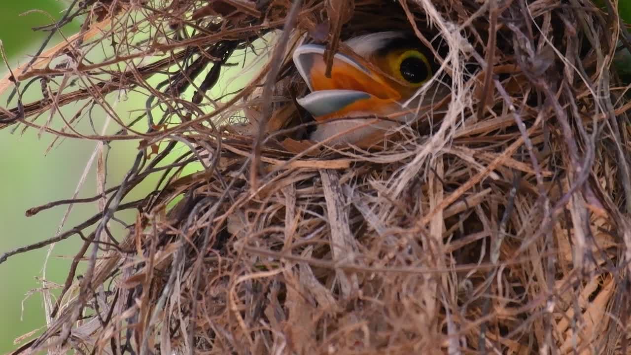 The Silver-breasted Broadbill is a famous bird in Thailand, both local and international
