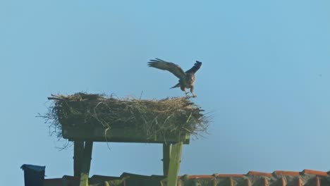 Szene-Mit-Falkenlandung-Auf-Nest,-Blauer-Himmelshintergrund,-Handheld,-Tag