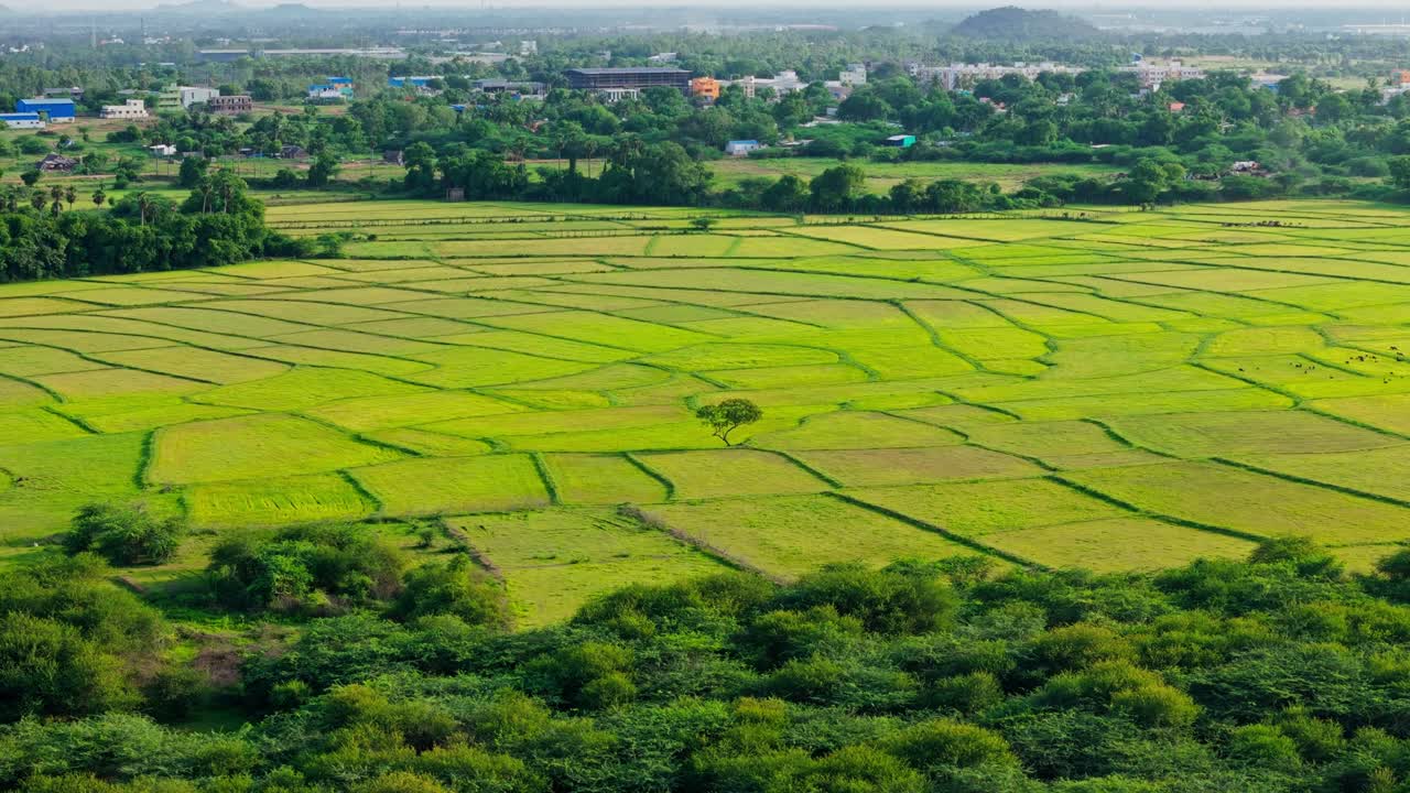 Drone view of a vibrant gren field transitioning to agricultural field during daytime.