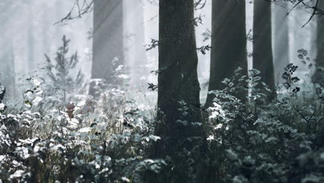 sunset or sunrise in the winter pine forest covered with a snow