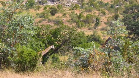 giraffes walking through trees, kruger national park, south africa