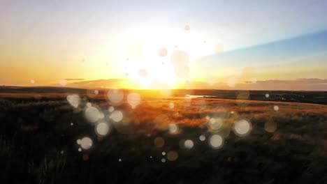 bokeh and sunset in a field