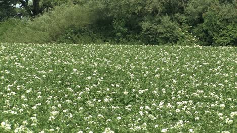 Blühendes-Kartoffelfeld-In-Bayern,-Deutschland-1