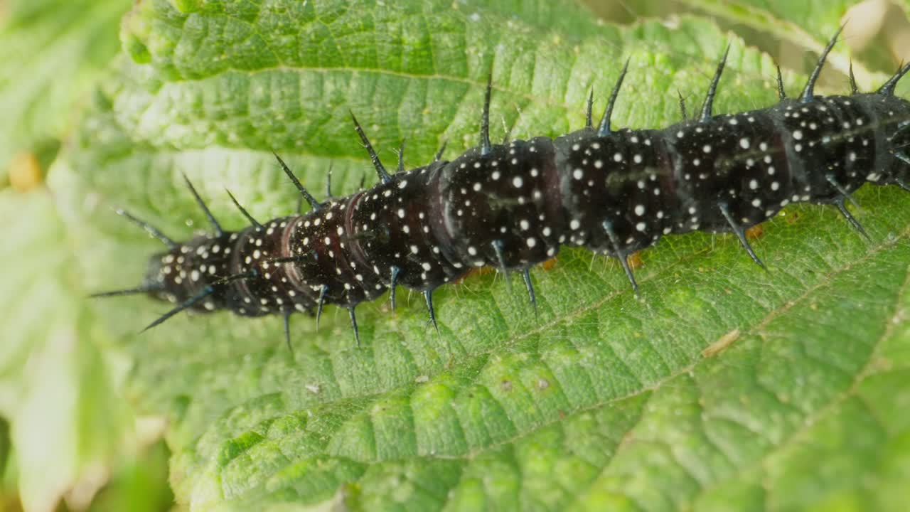Black caterpillar centered on leaf, crawling straight with small body movement