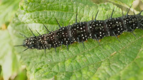 black caterpillar centered on leaf, crawling straight with small body movement