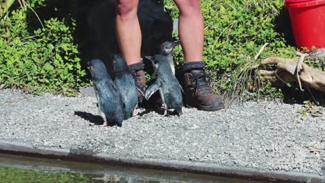 injured little blue penguins waiting to be feed at rehabilitation center