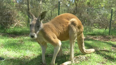close view of  a red kangaroo looking at the camera in australia