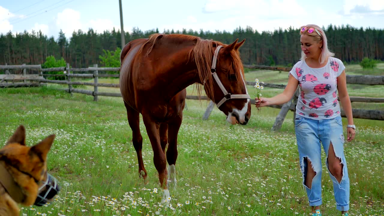una rubia encantadora alimenta al caballo en un prado verde
