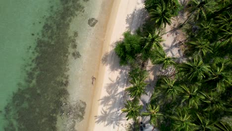 Aerial-straight-down-view-of-palm-trees-along-white-sand-beach-on-tropical-island