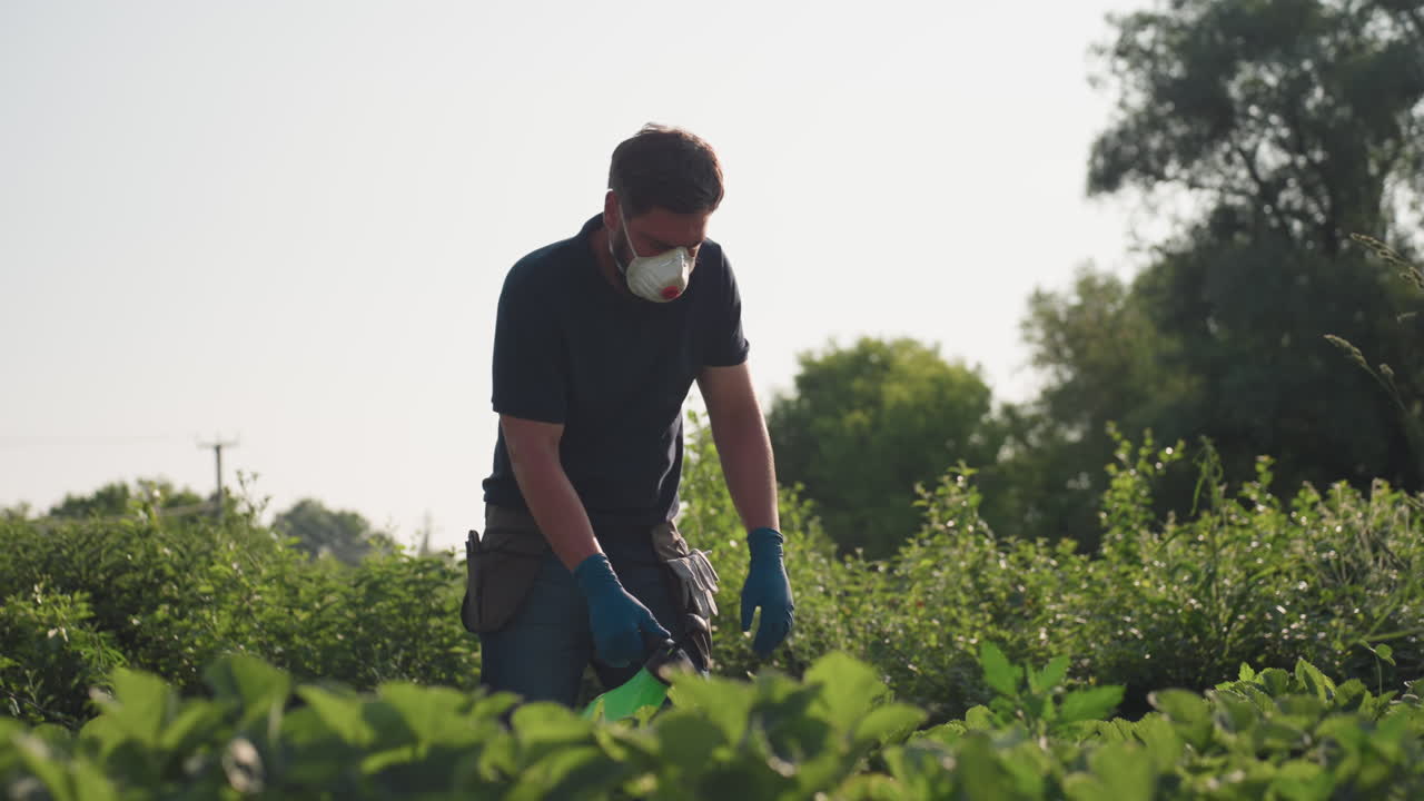 Male farmer wearing protective face mask and blue gloves fumigates green crop field with handheld sprayer under sunlight, surrounded by dense foliage and trees on bright