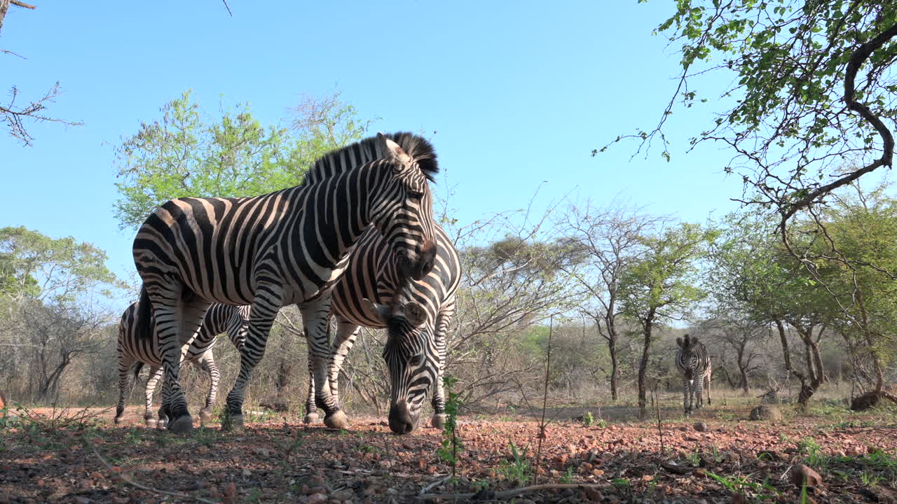 Zebra delle pianure (Equus quagga burchellii) che pascola in primo piano, una che scaccia le altre.