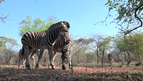 plains zebra (equus quagga burchellii )  grazing close-up, one chasing others away