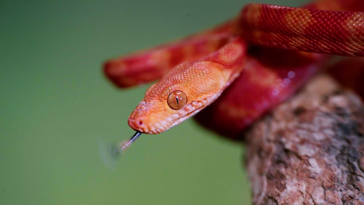 Snake in slow motion, close-up of its head, showcasing vibrant orange scales and tongue flick