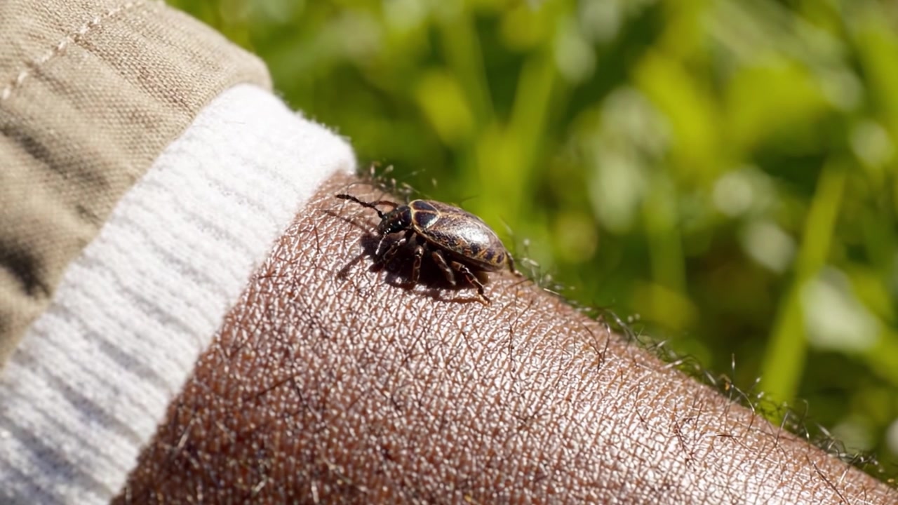 Close-up van een teek die over menselijke huid kruipt in een natuurlijke omgeving, met nadruk op entomologie en potentiële risico's op ziekteoverdracht.