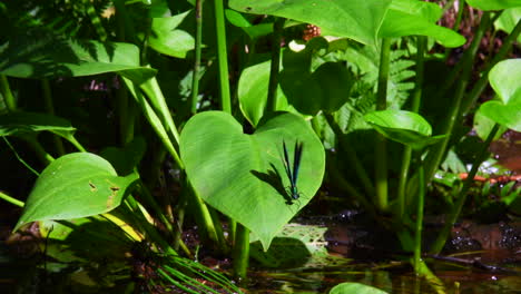 beautiful demoiselle males flying around and resting on a calla-water arum plants