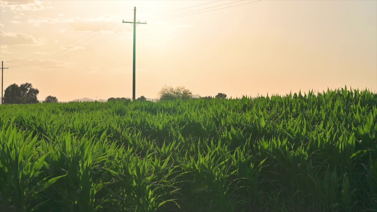 애리조나 주 투손의 석양 옥수수 농장 - 패닝 샷