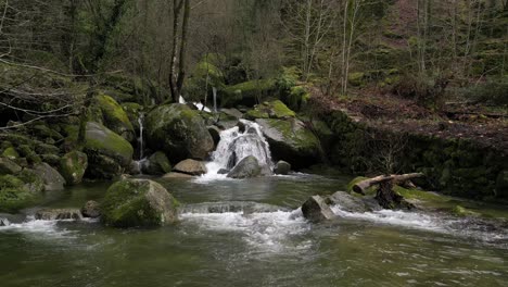 Arroyo-Del-Bosque-En-Cascada-Sobre-Rocas