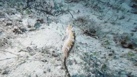 Caballito-De-Mar-Amarillo-Deslizándose-Lentamente-A-Lo-Largo-Del-Fondo-Del-Océano-En-Las-Claras-Aguas-De-Busuanga,-Palawan