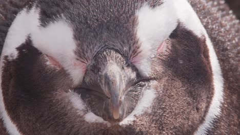 head shot of a sleepy penguin, portrait texture , super closeup magellanic penguin