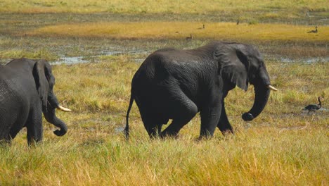 Two-African-elephant-males-walk-in-wet-slushy-grassy-ground-in-Chobe-River,-Botswana