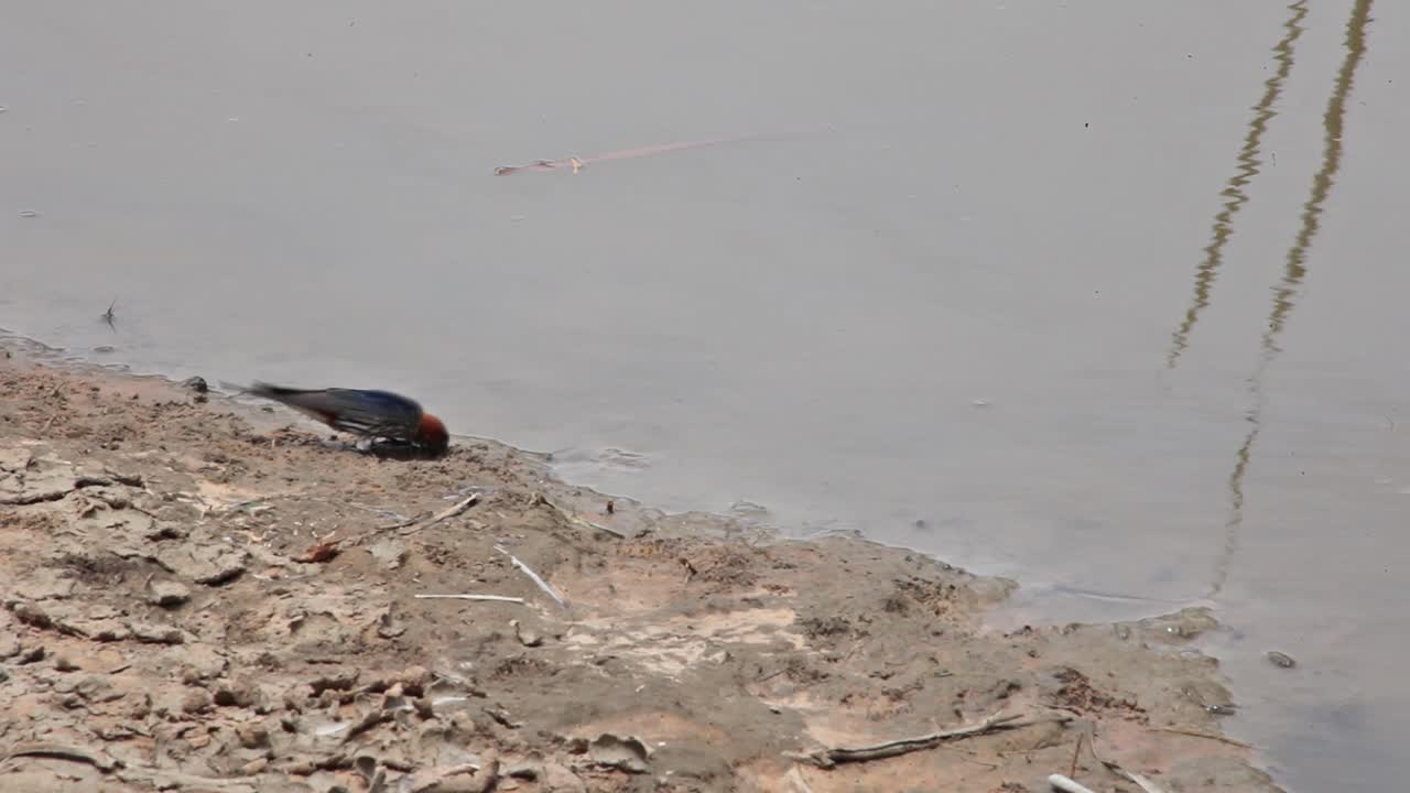 작은 빨간색과 파란색 새가 연못 옆 진흙에서 먹이를 찾고 날아갑니다