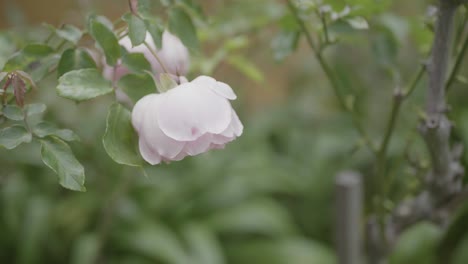 closeup macro of a pink flower rose in a house garden