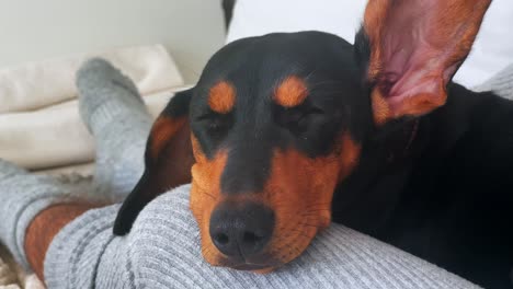 hand stroking sleeping dachshund's ear. dog enjoying caressing